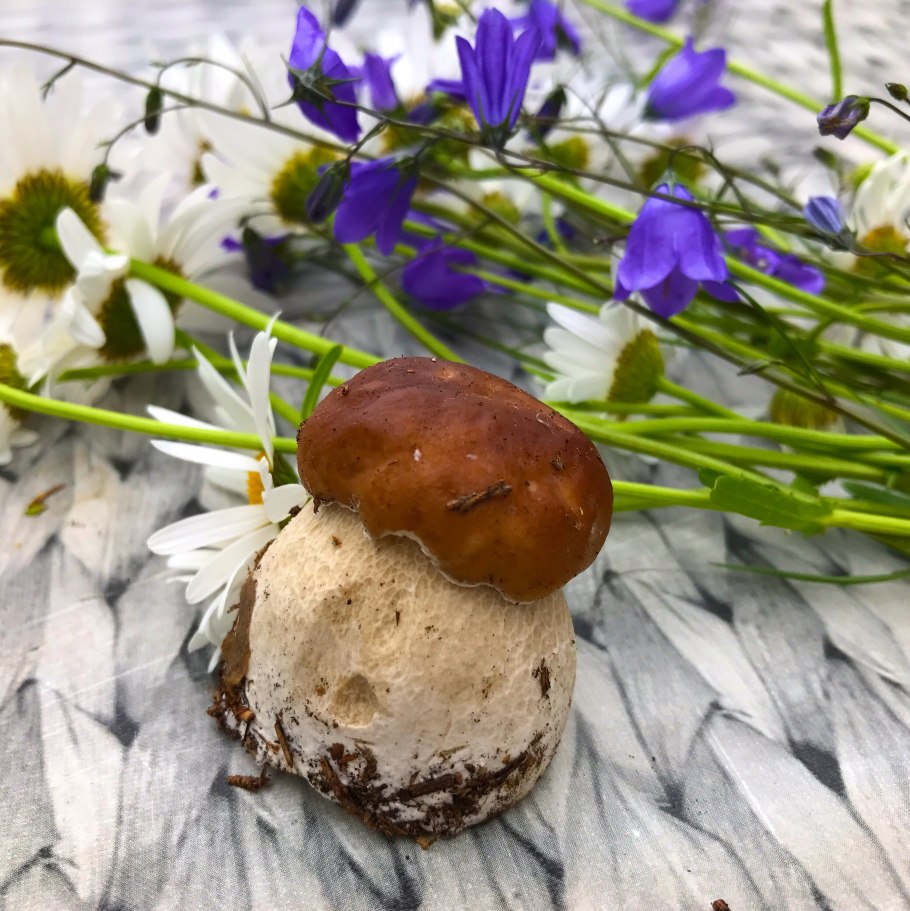 Мицелий псилоцибиновые грибов