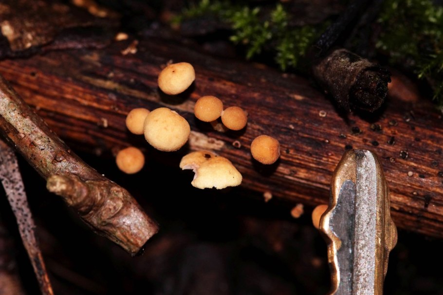 Декор банки с грибами