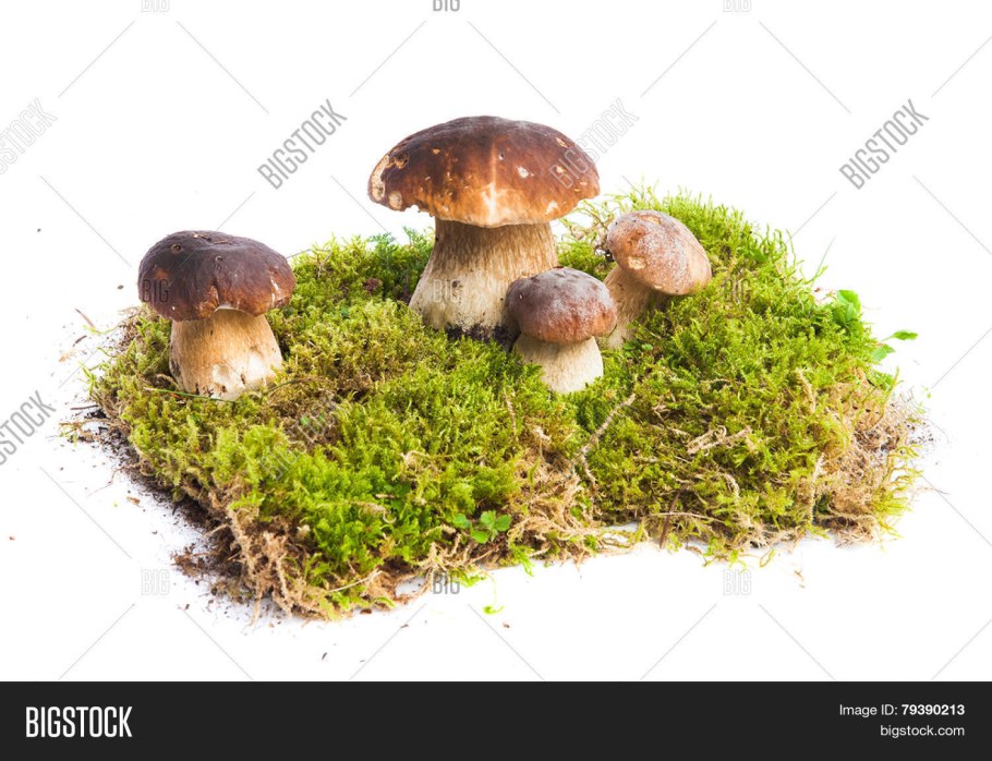 Грибы в горшке