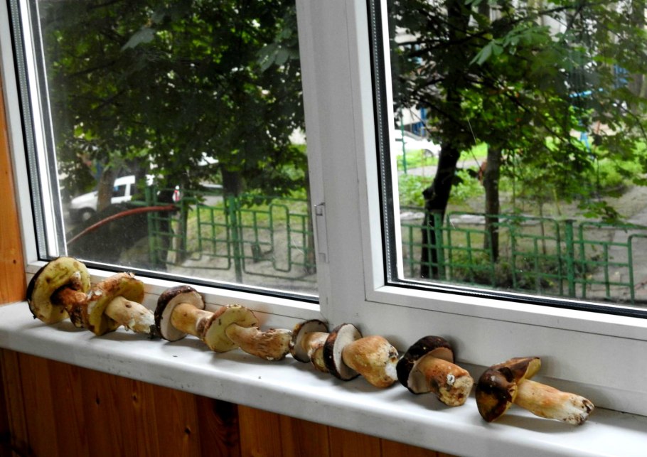 Грибы на окно