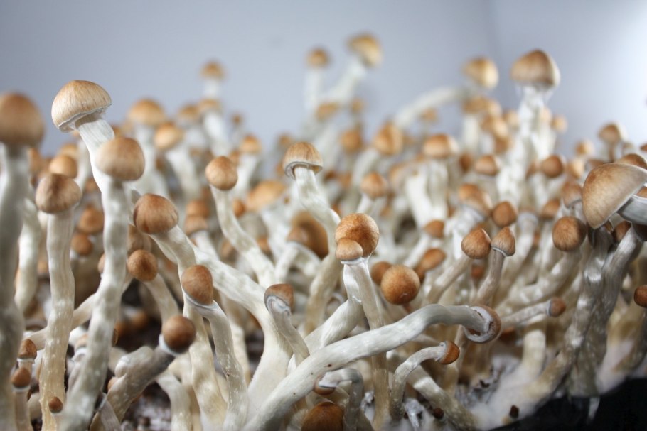 Грибы шампиньоны и вешенки