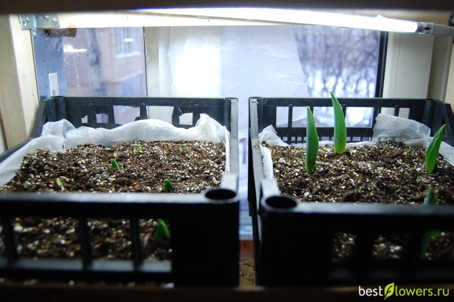 Ароматные травы на подоконнике