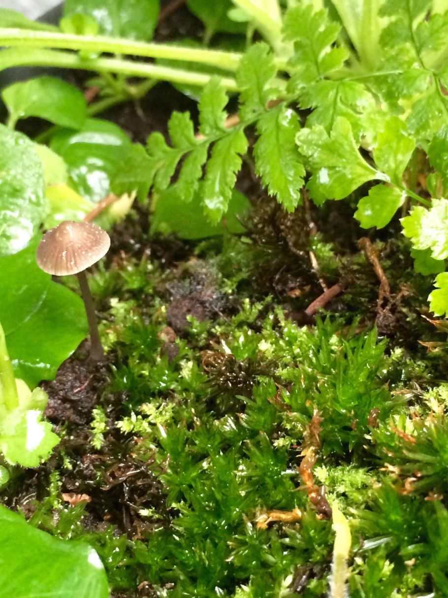 Кусочек леса в квартире