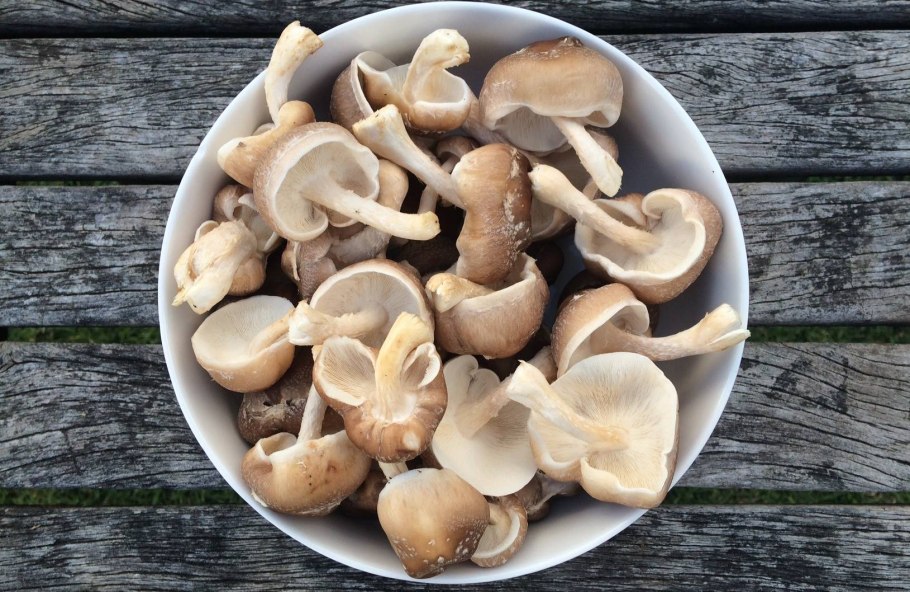 Домашняя грибница шампиньоны