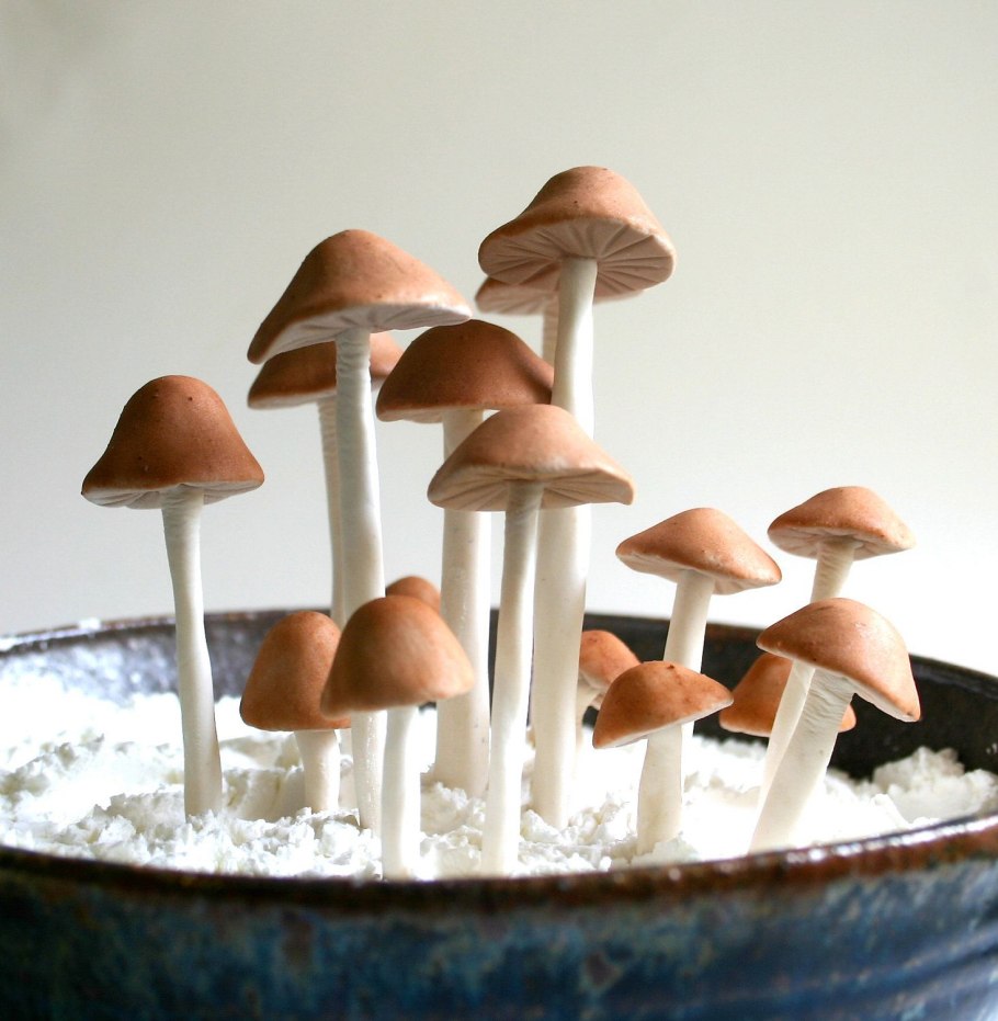 Гифы грибов на древесине