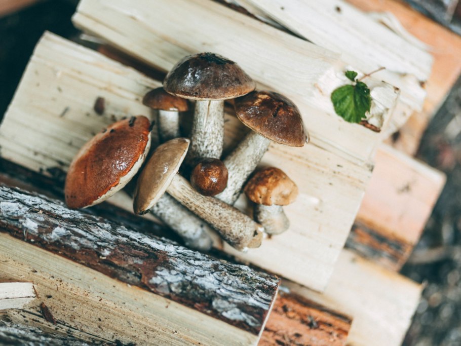 Грибы опенок скученный