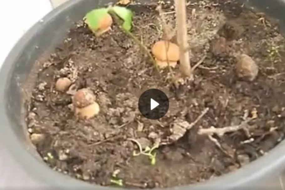 Грибы дома выращивание на подоконнике