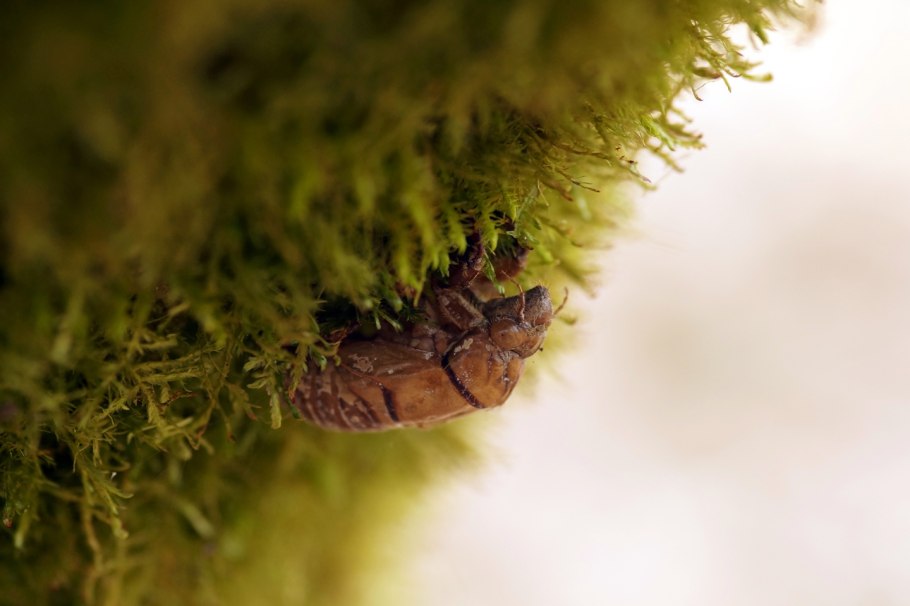 Гриб в горшке с цветком