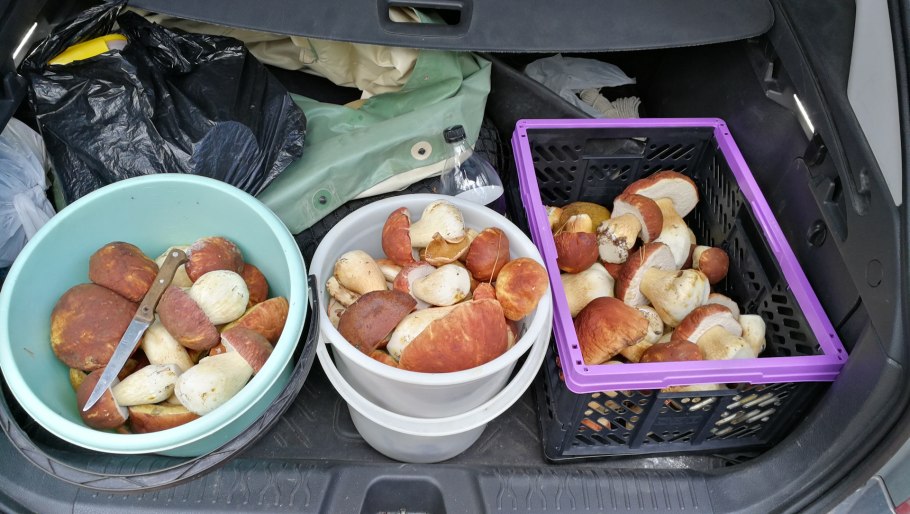 Грибы на базаре осенью