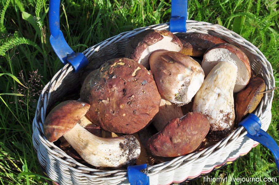 Шампиньоны свежие