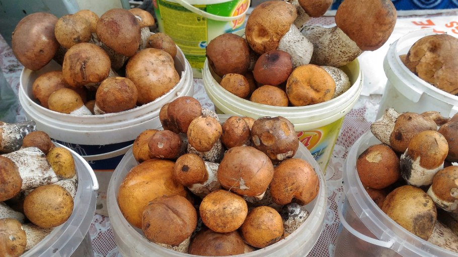 Настойка на гречке и белых грибах