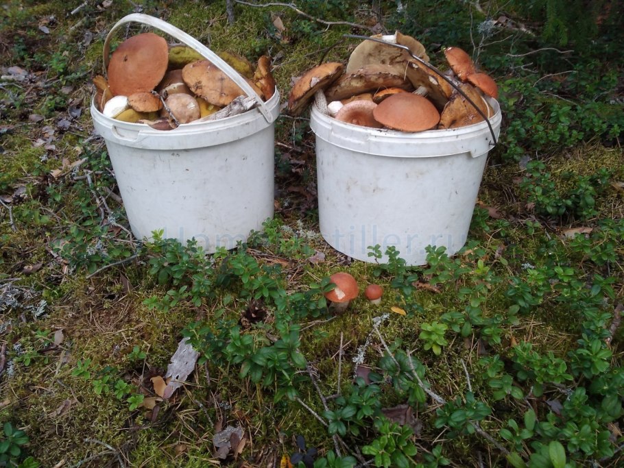 Тазик грибов