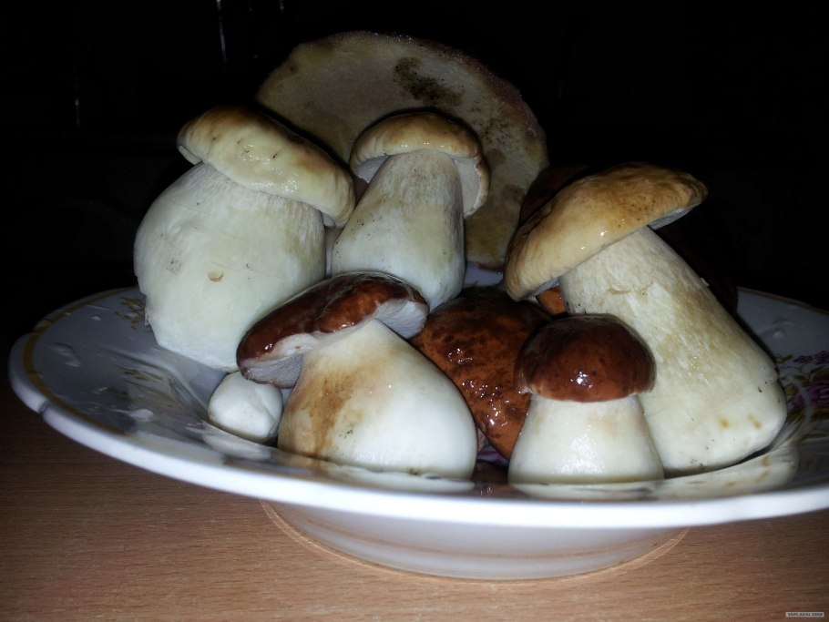 Белый грибок в холодильнике