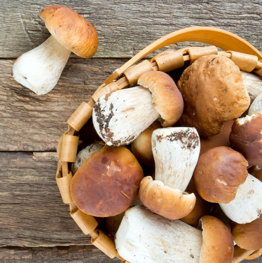 Фунги порчини и белые грибы