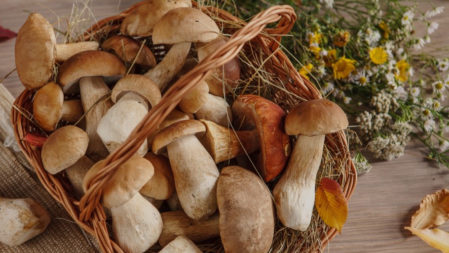 Белые грибы на столе