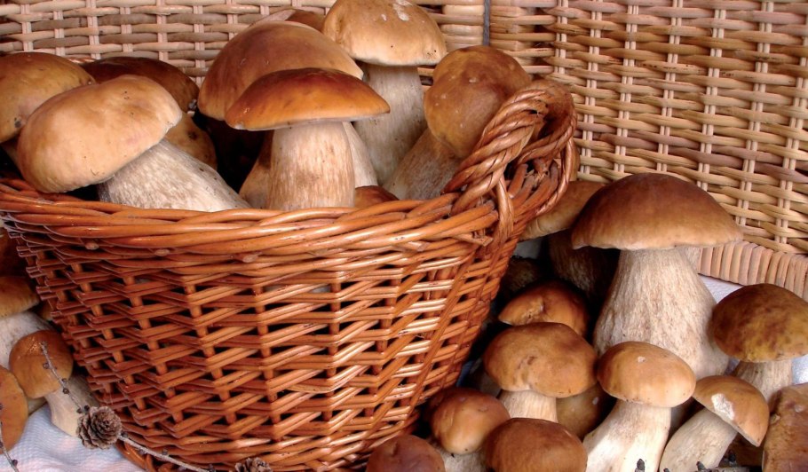 Корзина с грибами