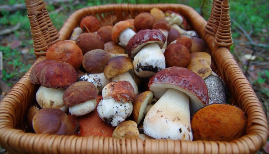 Мясной гриб