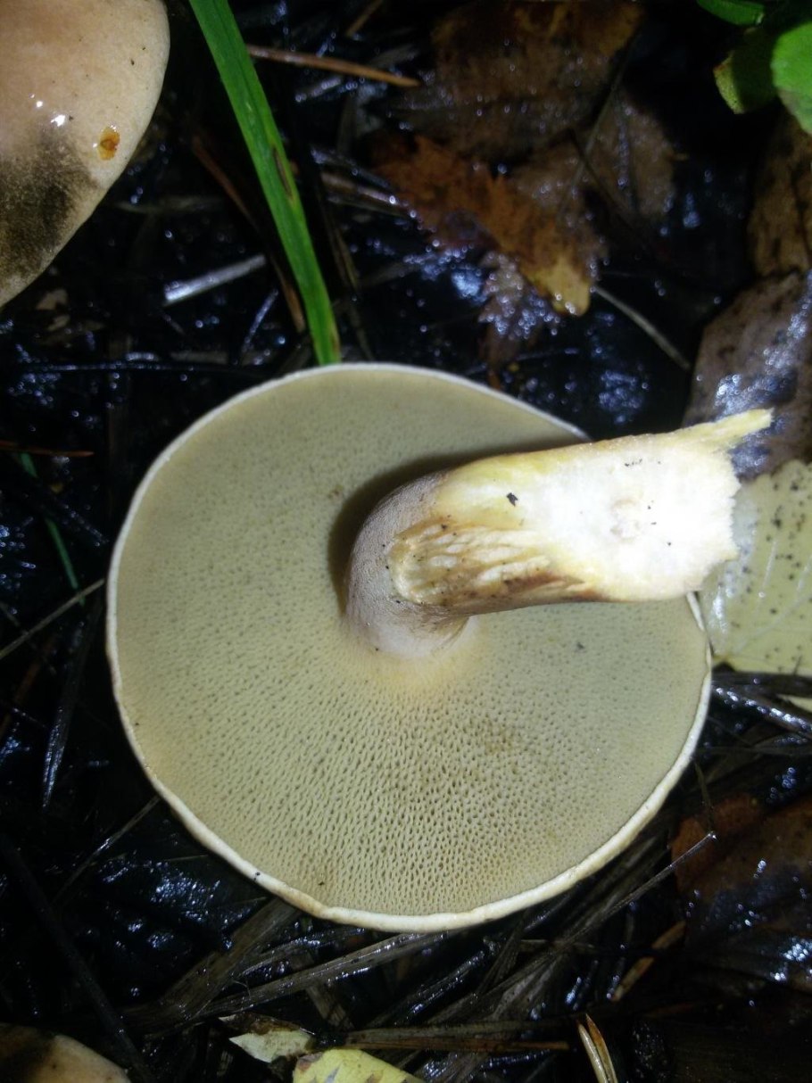 Козляк Решетник гриб