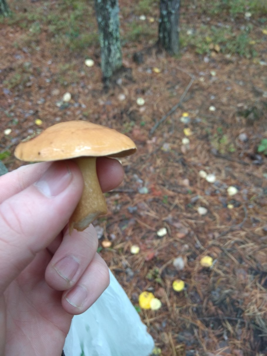 Козляк синеющий