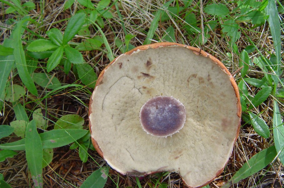 Cyanoboletus pulverulentus