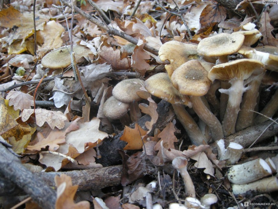 Подосиновики синеножки