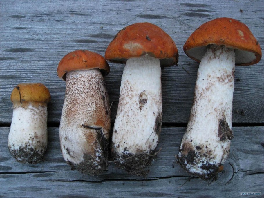 Гриб Гиропорус съедобный