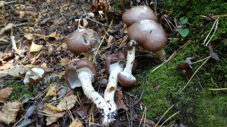 Гиропор розовеющий