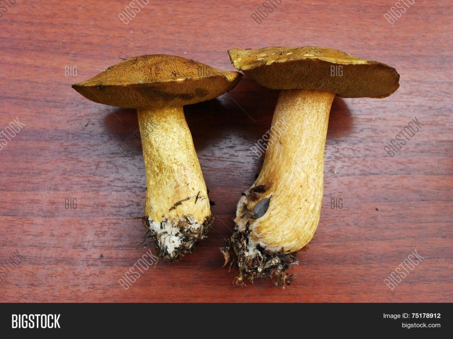 Дубовик оливково-бурый