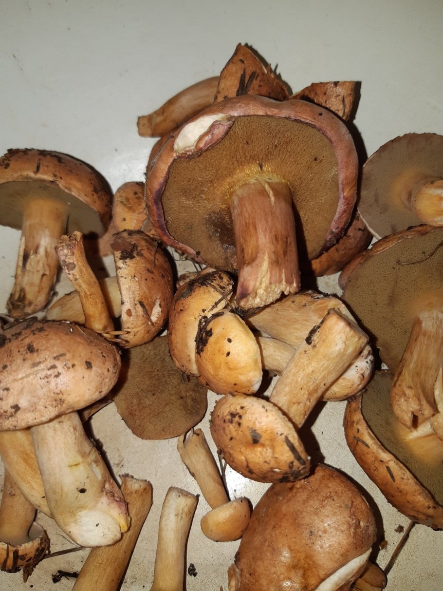 Моховик красный Hortiboletus rubellus