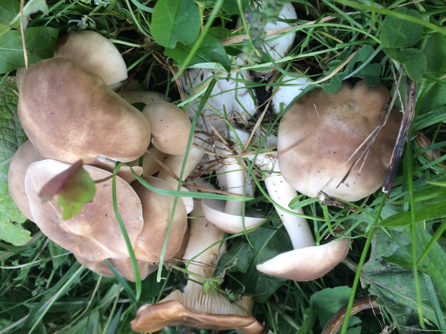 Козляк (Suillus bovinus)