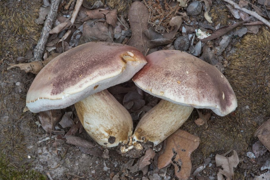 Лемболово грибы