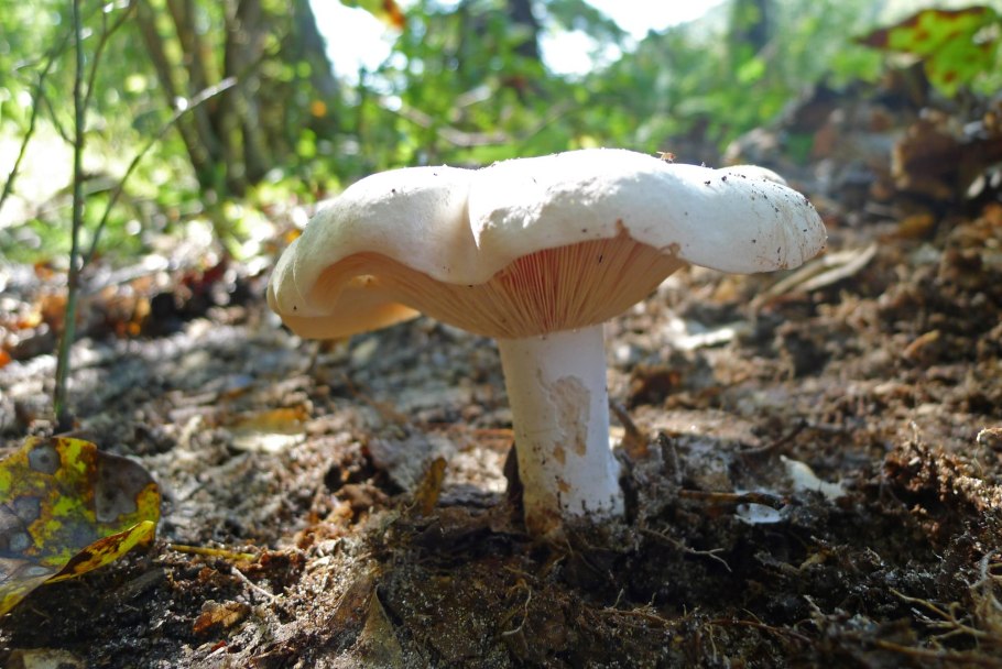 Подгруздок белый сухой груздь Russula Delica