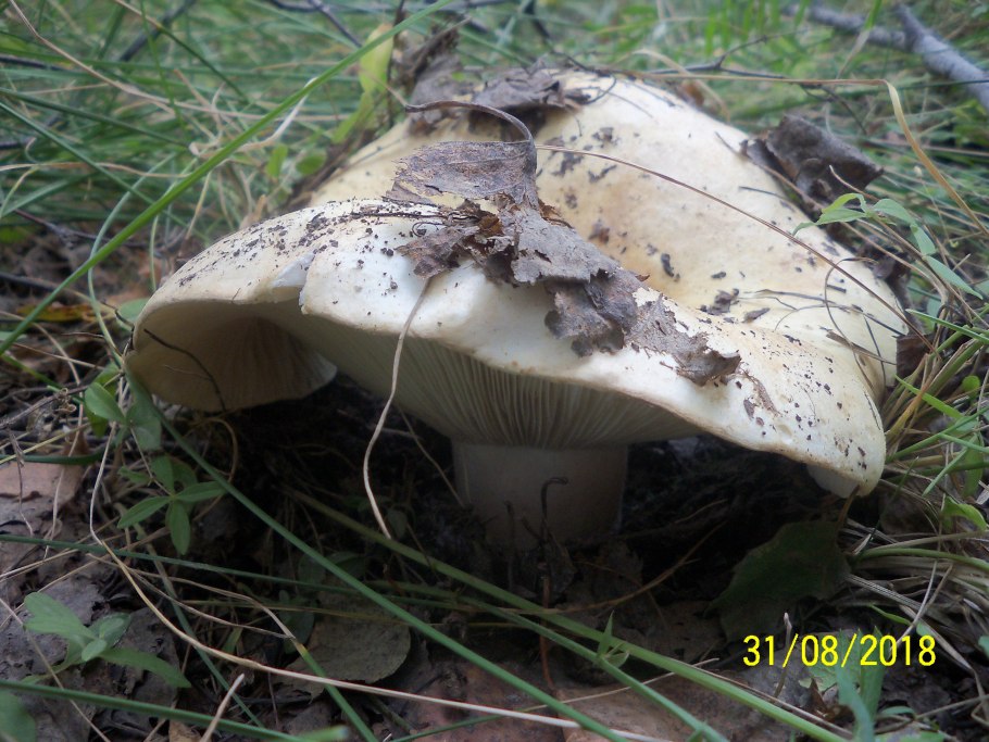 Грузди Кубань