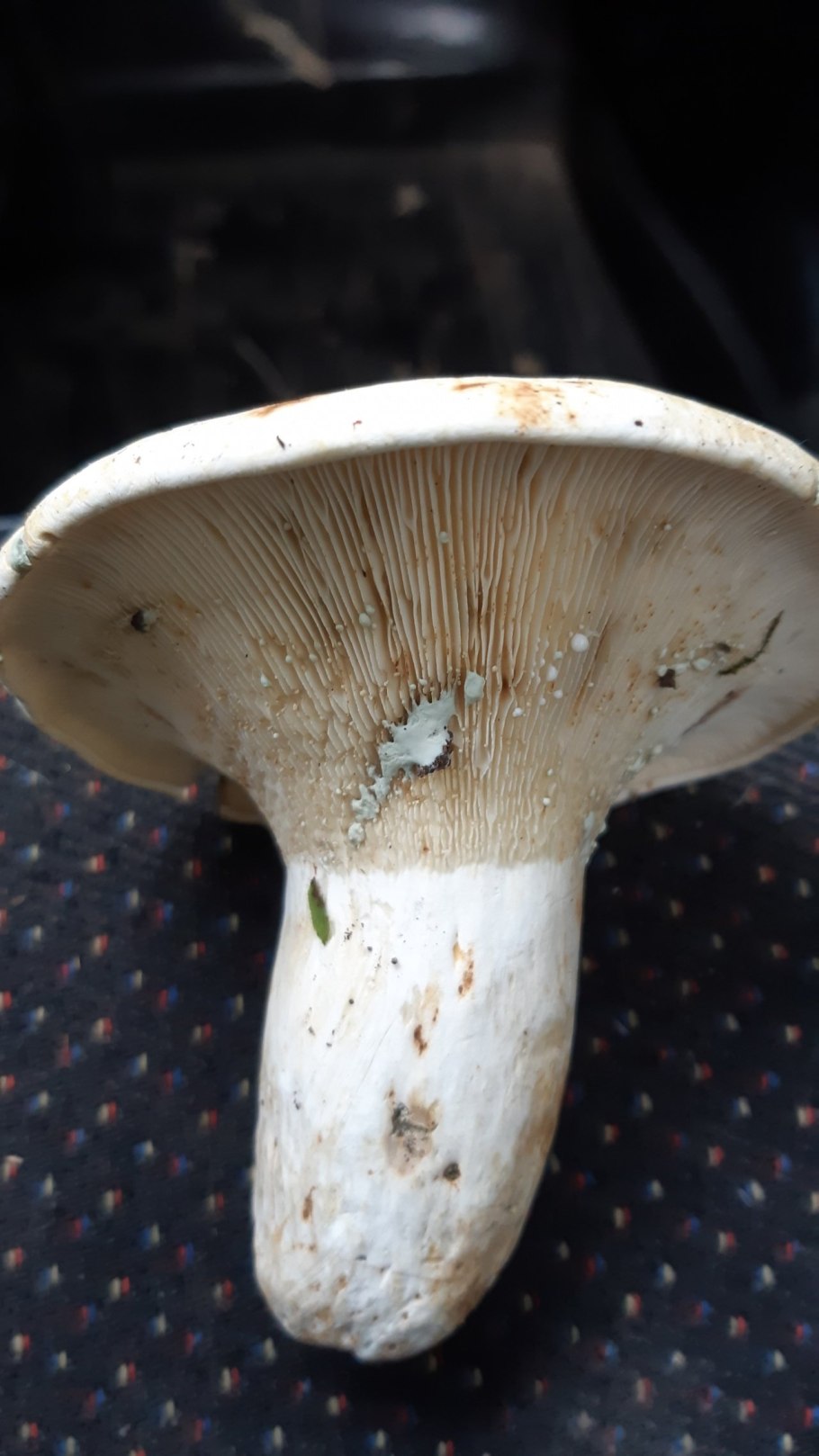 Млечный груздь