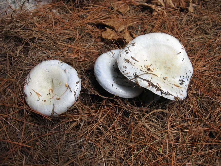 Черные грузди Чернушка