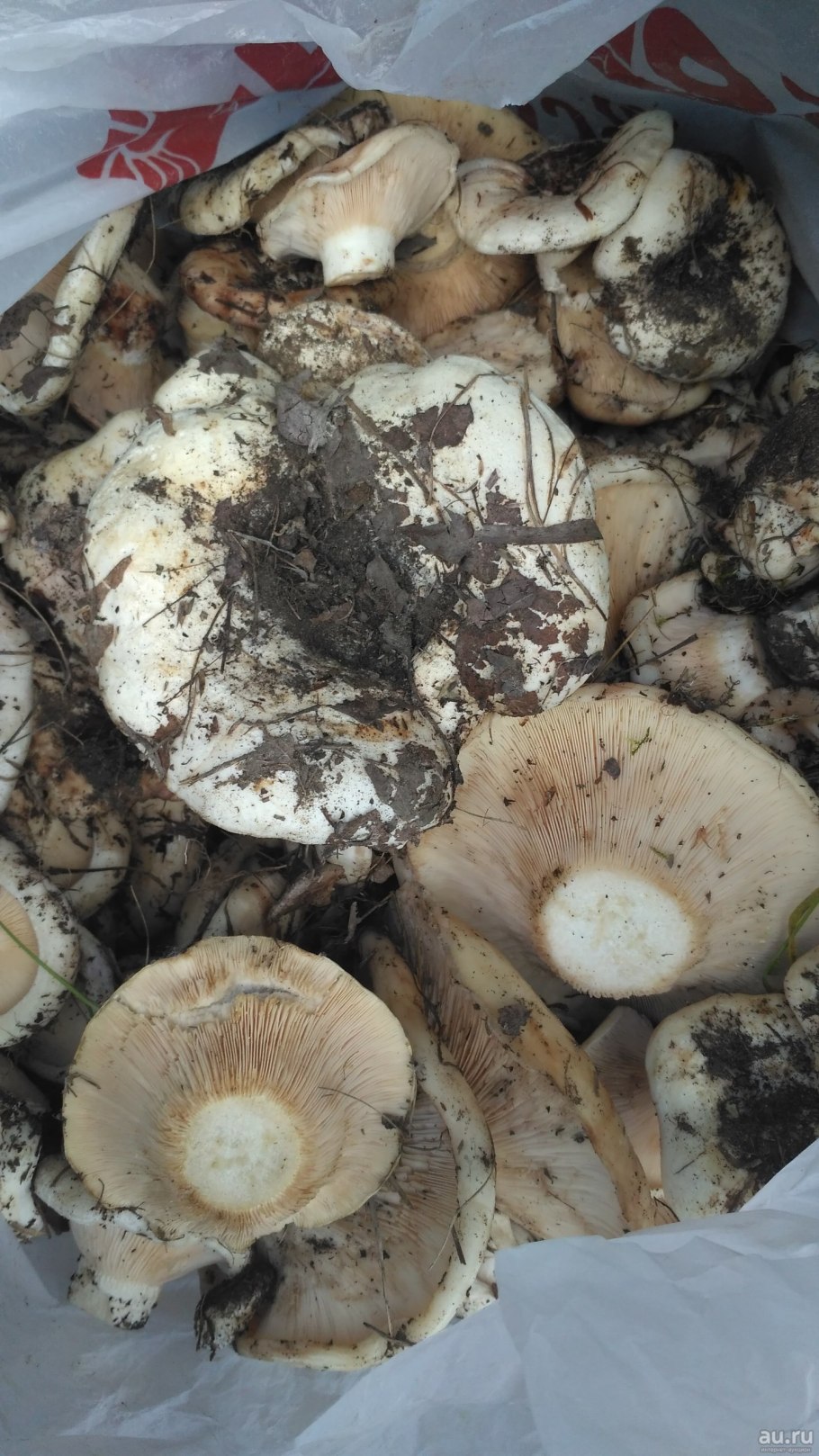 Отварные грузди