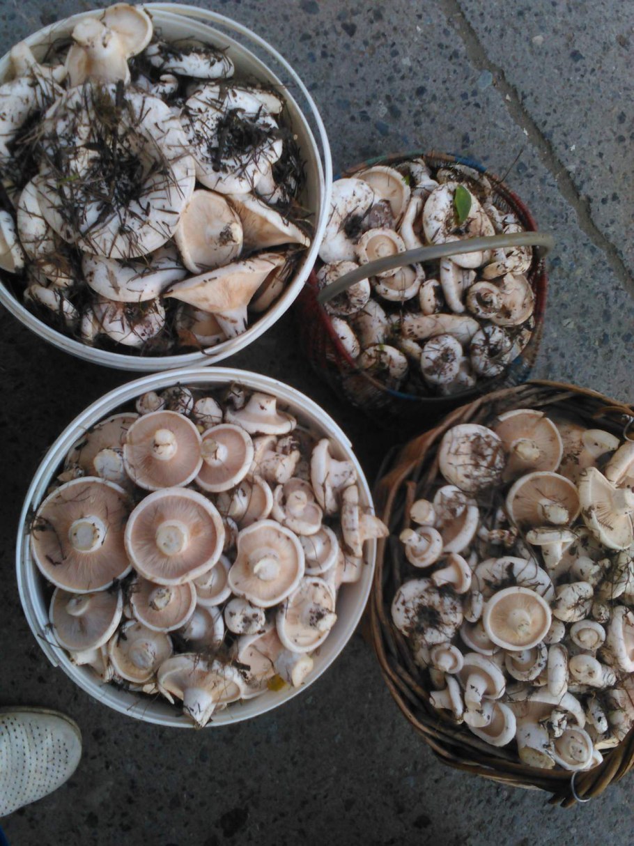 Шампиньоны в ведре