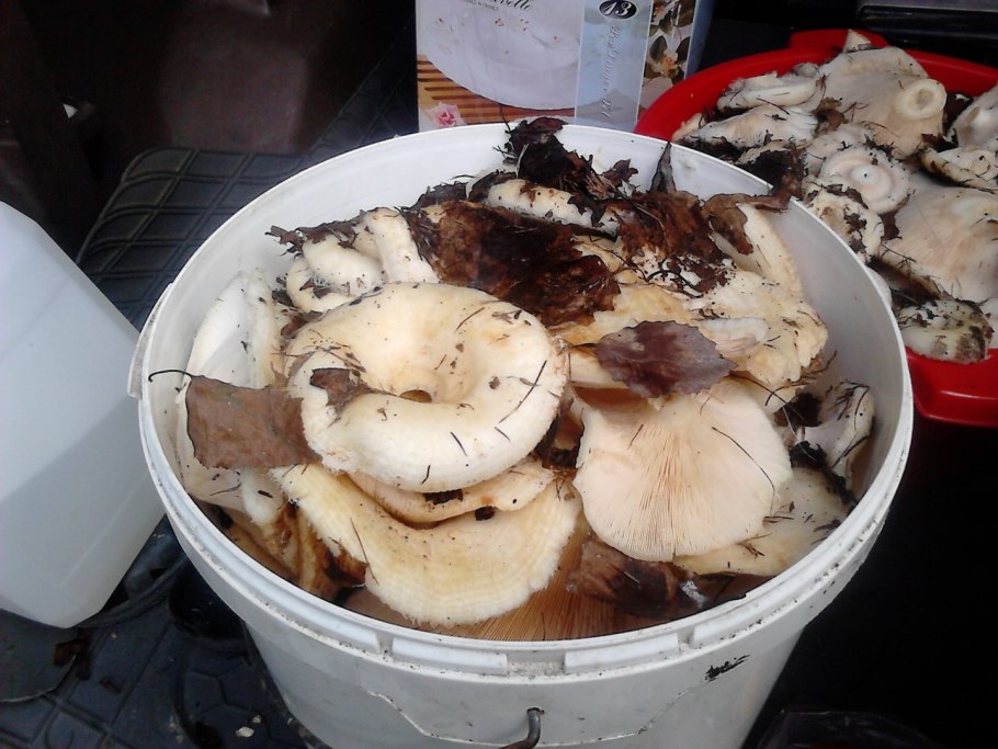 Грузди белые в ведре