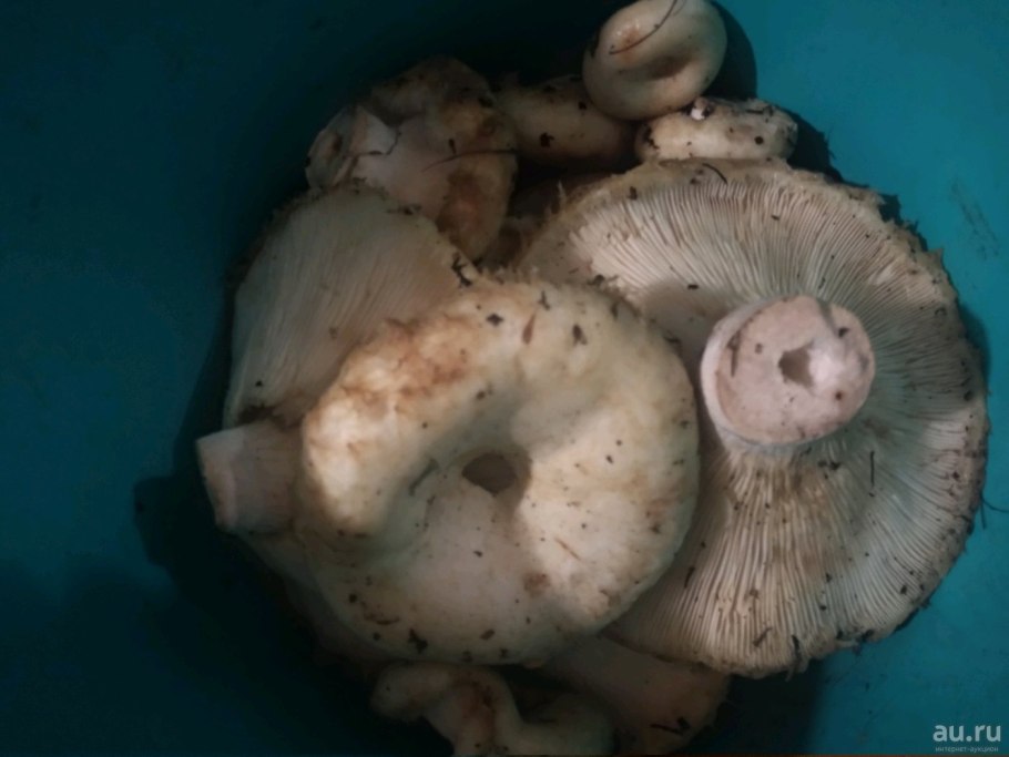 Субстрат для посадки груздя