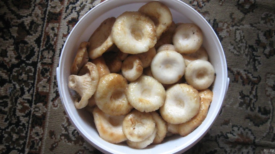 Осенние грибы ведро