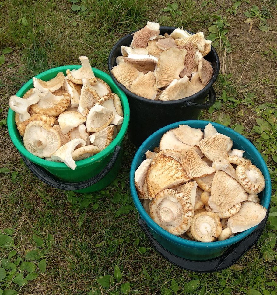 Полянка груздей