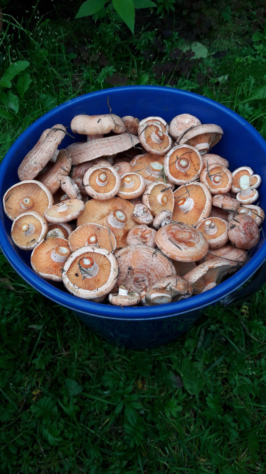 Грибы грузди сырые