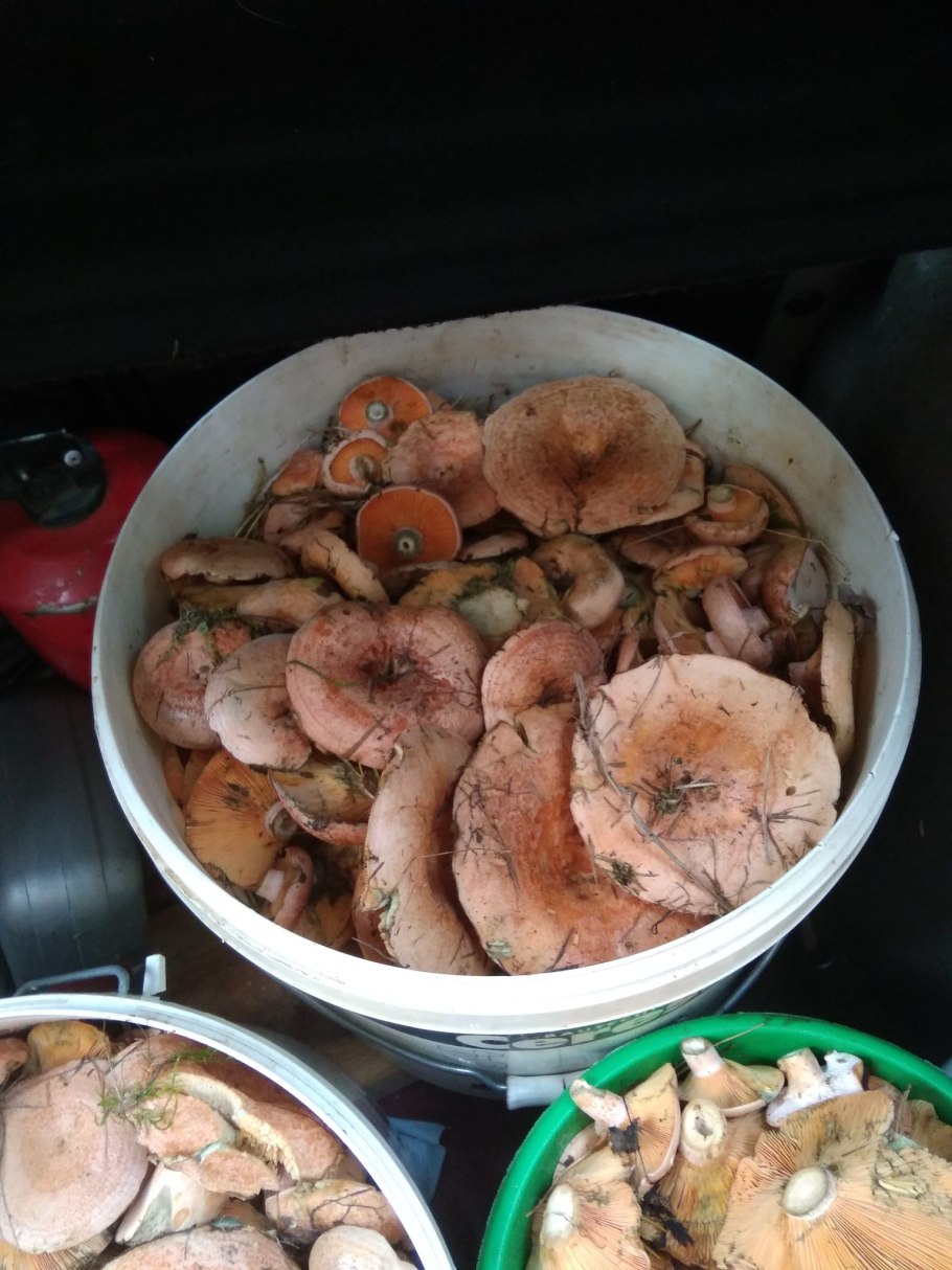 Грибы опята в ведре