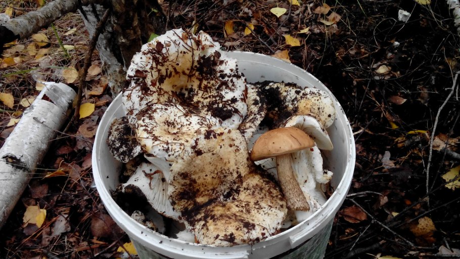 Островной груздь