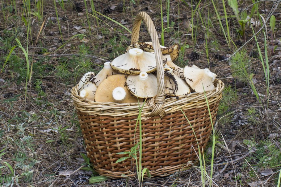 Белые грузди в корзине