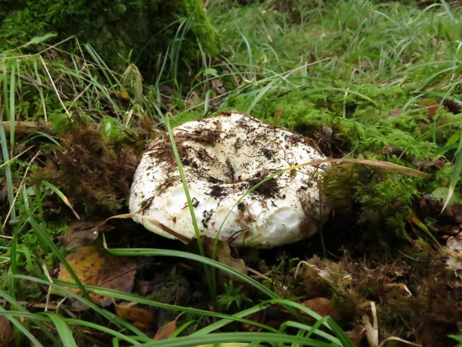 Груздь Белянка соленый