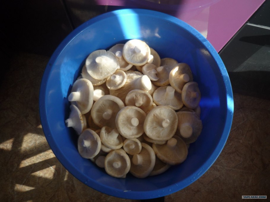 Грибы грузди соленые