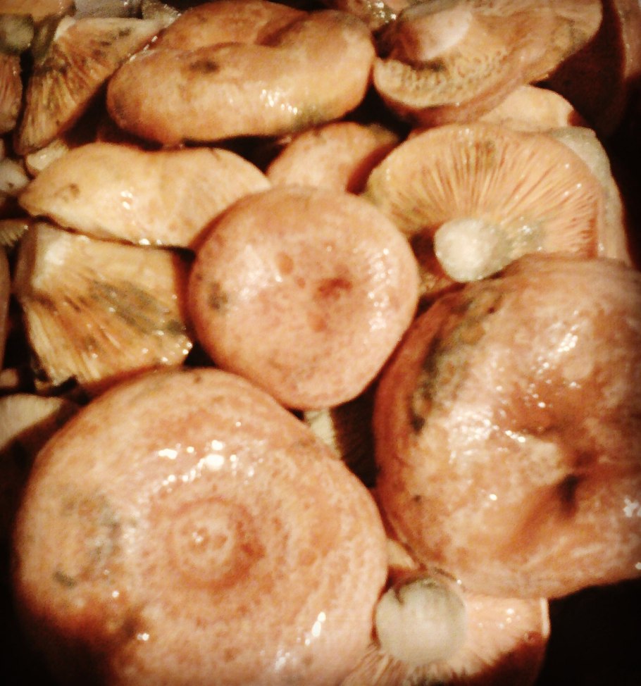 Волнушка гриб