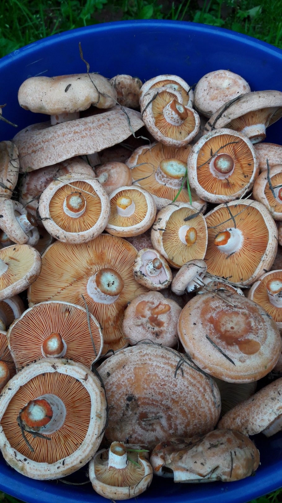 Грузди соленые