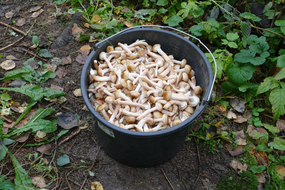 Опята ведро кг